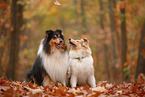 2 Collies