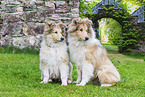 young Collies