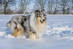 Collie