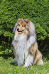 Collie