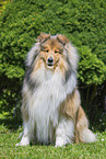 Collie