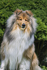 Collie