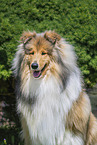 Collie