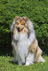 Collie