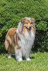 Collie