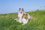 Collies