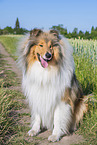 Collie