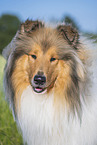 Collie