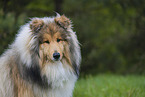 Collie