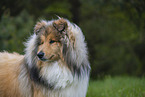 Collie