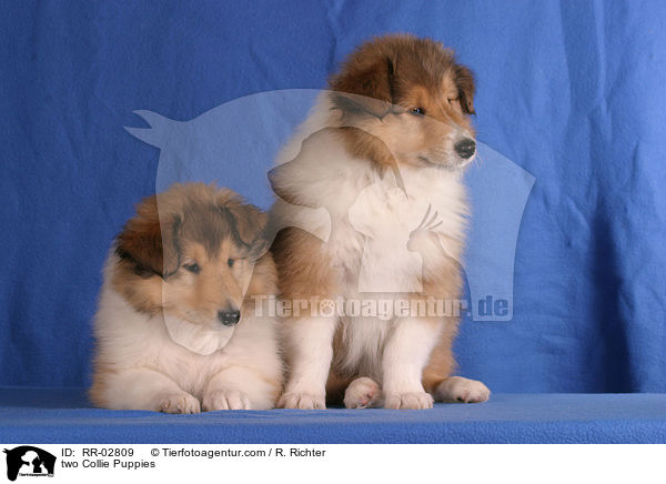 two Collie Puppies / RR-02809