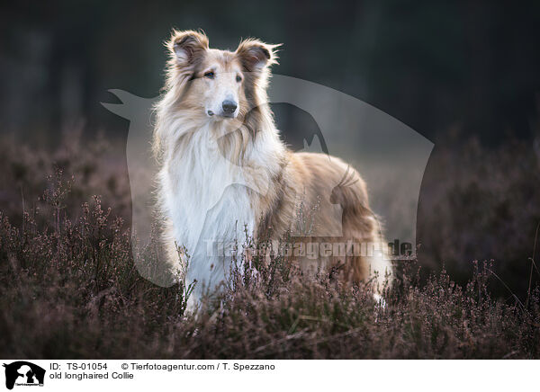 alte Langhaarcollie Hndin / old longhaired Collie / TS-01054