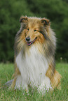 sitting Collie