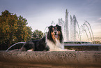 longhaired Collie