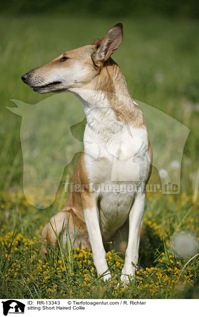 sitting Short Haired Collie / RR-13343