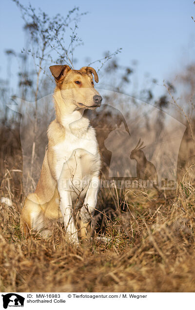 shorthaired Collie / MW-16983