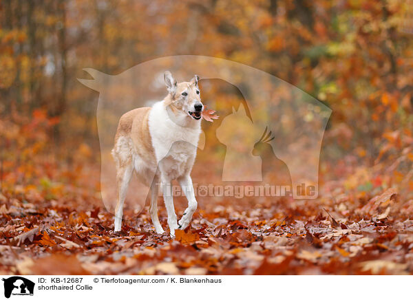 shorthaired Collie / KB-12687