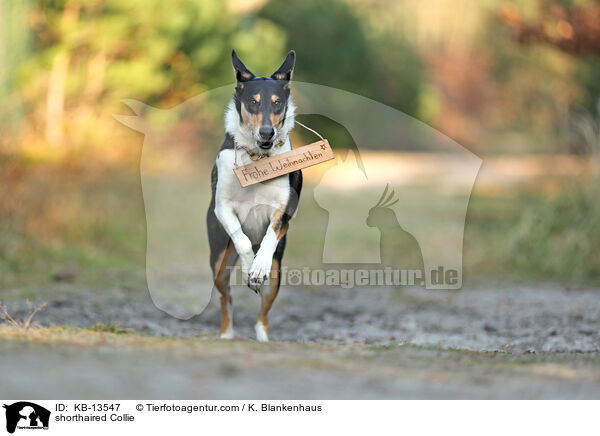 shorthaired Collie / KB-13547