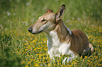 lying Short Haired Collie