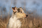 red-merle Collie Puppy