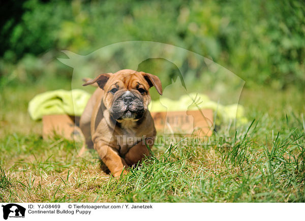 Continental Bulldog Welpe / Continental Bulldog Puppy / YJ-08469