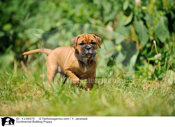 Continental Bulldog Welpe / Continental Bulldog Puppy / YJ-08475
