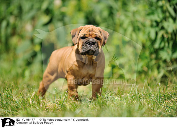 Continental Bulldog Welpe / Continental Bulldog Puppy / YJ-08477