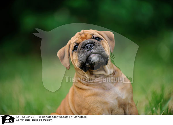 Continental Bulldog Welpe / Continental Bulldog Puppy / YJ-08478