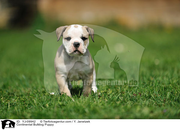 Continental Bulldog Puppy / YJ-09942