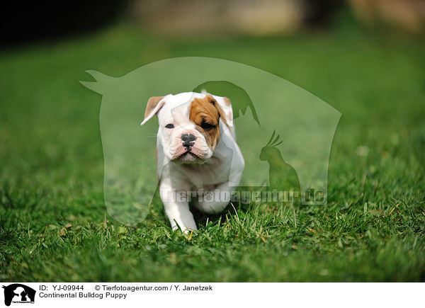 Continental Bulldog Puppy / YJ-09944