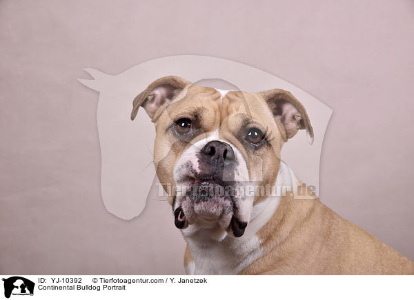 Continental Bulldog Portrait / YJ-10392