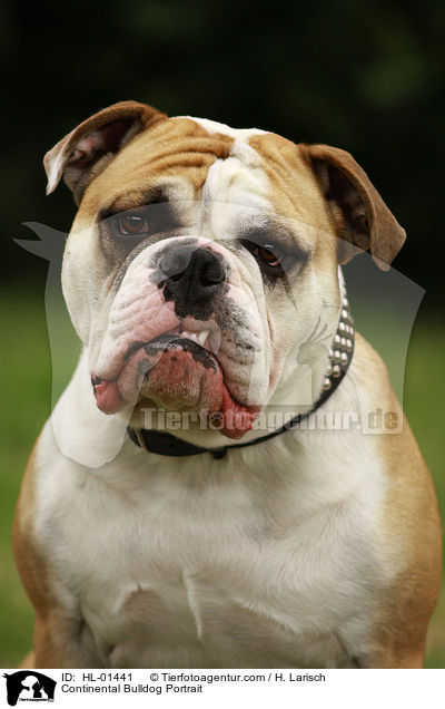 Continental Bulldog Portrait / HL-01441