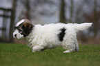 Coton de Tulear puppy