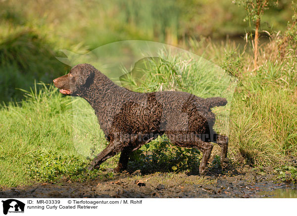 rennender Curly Coated Retriever / running Curly Coated Retriever / MR-03339