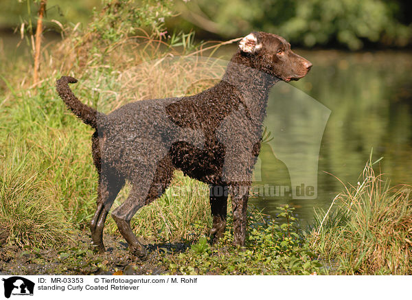 stehender Curly Coated Retriever / standing Curly Coated Retriever / MR-03353