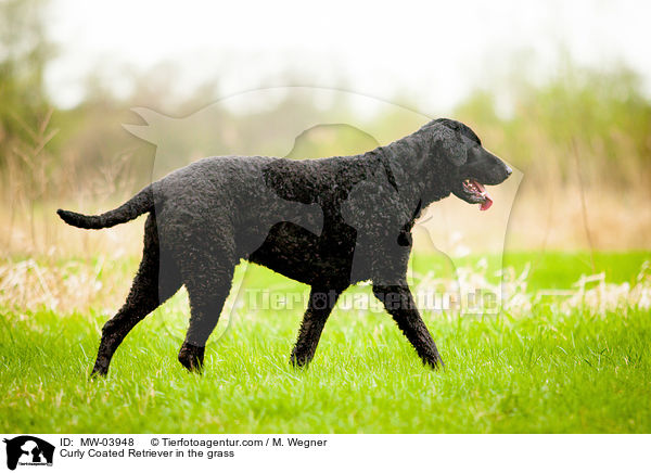 Curly Coated Retriever im Gras / Curly Coated Retriever in the grass / MW-03948