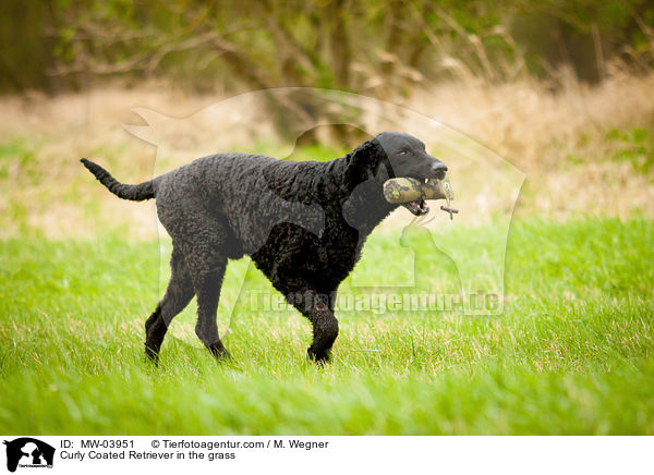 Curly Coated Retriever im Gras / Curly Coated Retriever in the grass / MW-03951