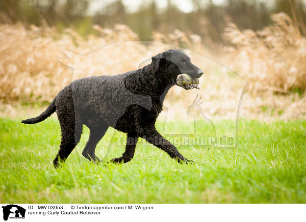 rennender Curly Coated Retriever / running Curly Coated Retriever / MW-03953