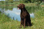 Curly Coated Retriever