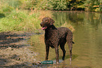 standing Curly Coated Retriever