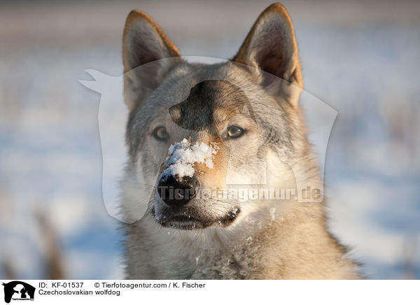 Czechoslovakian wolfdog / KF-01537