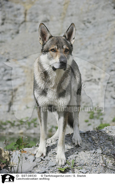 Tschechoslowakischer Wolfhund / Czechoslovakian wolfdog / SST-08530