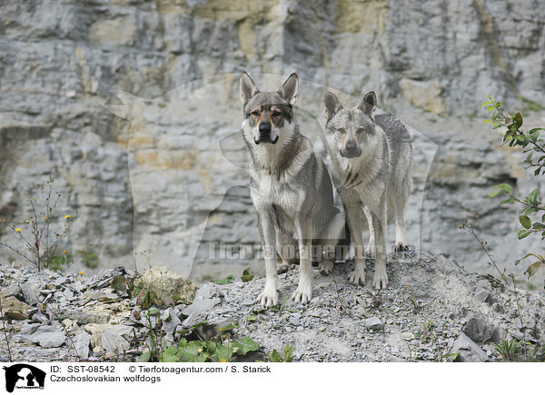 Tschechoslowakische Wolfhunde / Czechoslovakian wolfdogs / SST-08542