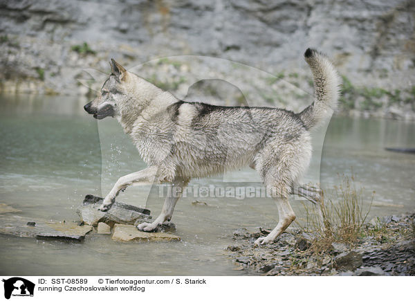 rennender Tschechoslowakischer Wolfhund / running Czechoslovakian wolfdog / SST-08589