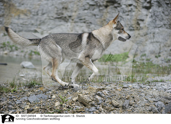 rennender Tschechoslowakischer Wolfhund / running Czechoslovakian wolfdog / SST-08594