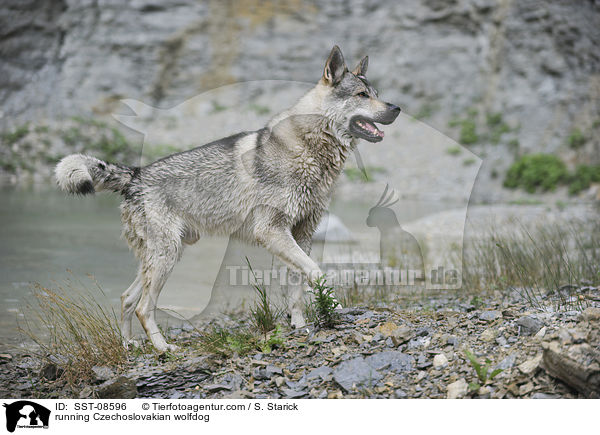 rennender Tschechoslowakischer Wolfhund / running Czechoslovakian wolfdog / SST-08596