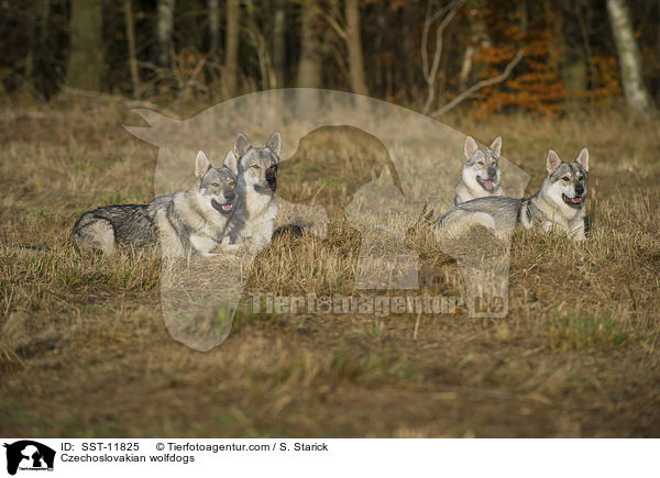 Tschechoslowakische Wolfshunde / Czechoslovakian wolfdogs / SST-11825