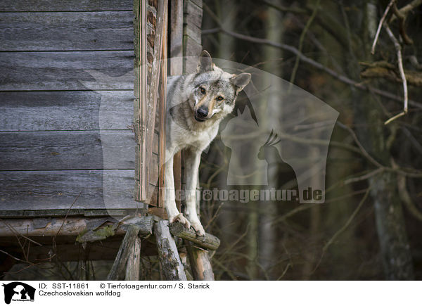 Tschechoslowakischer Wolfshund / Czechoslovakian wolfdog / SST-11861