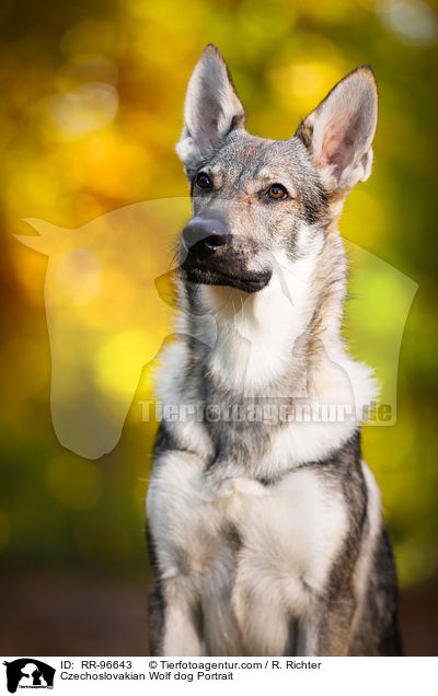 Czechoslovakian Wolf dog Portrait / RR-96643