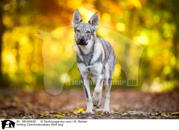 trotting Czechoslovakian Wolf dog / RR-96656